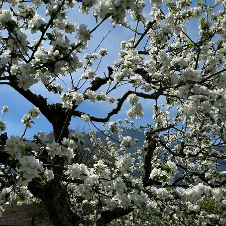 Arnold's Nest * Kotlje