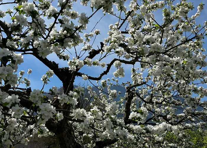 Arnold's Nest * Kotlje